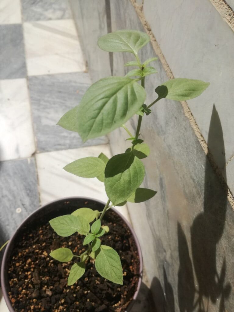 ریحون مراقبت